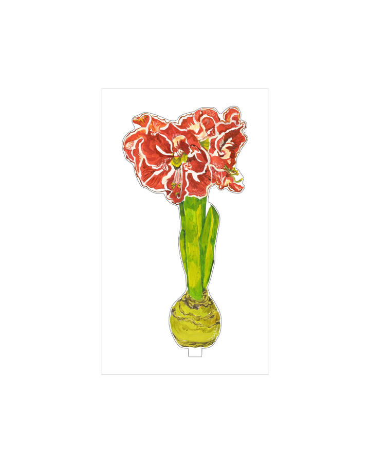 Kimberly Hodge Single Flower Ruffle Amaryllis