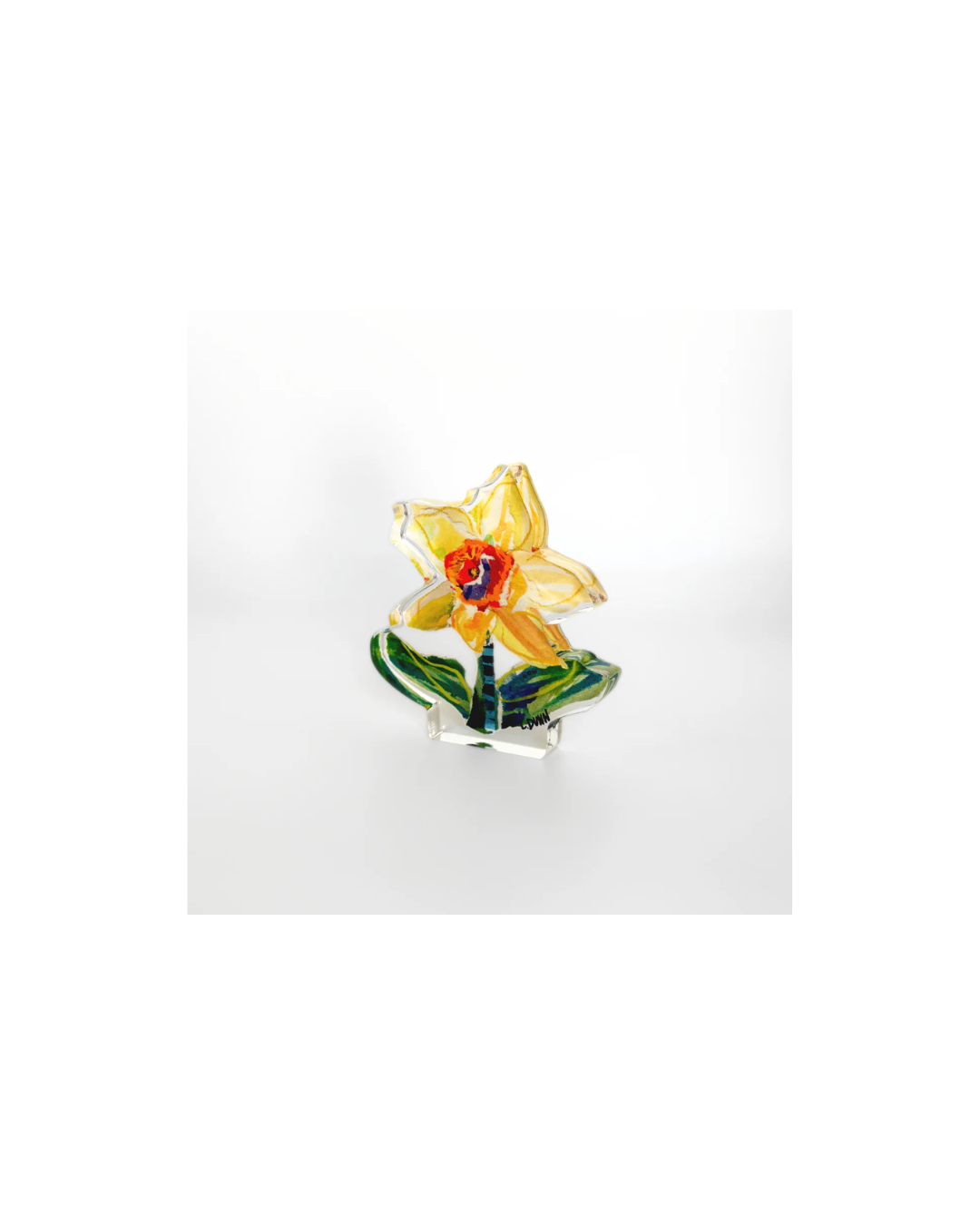 Single Daffodil Bloom